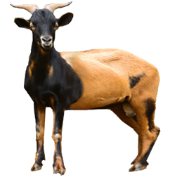Repartida Goat